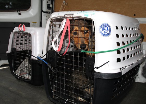 Dogs from the Bahamas arrive at ARF on thursday, September 12.