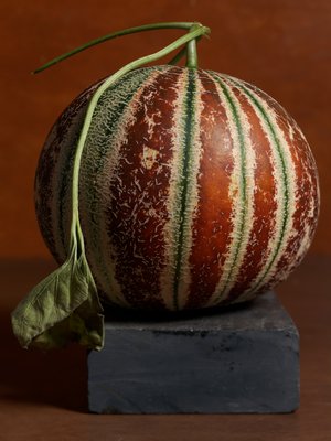 Kajari, a khandalak group melon, first introduced to the United States in 2015. VICTOR SCHRAGER

