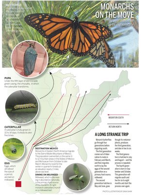 Monarchs On The Move