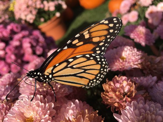 Monarch butterfly populations have seemed to have grown in the past year or so.