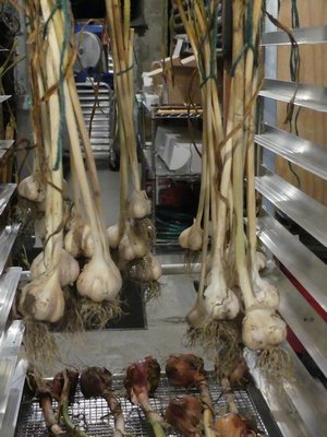 These garlic bulbs are hanging in a dry basement on a chef’s rack along with some onions below. They were harvested in early August and ready for storage four weeks later. ANDREW MESSINGER