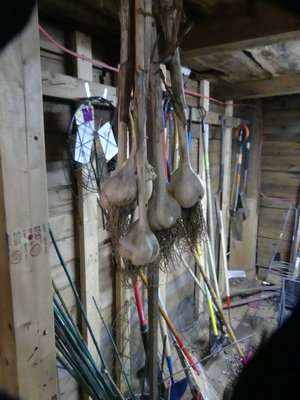 Garlic hanging to dry in the Hampton Gardener’s barn. The barn stays warm and dry but we have to remember to bring the garlic into the kitchen before cold weather sets in. ANDREW MESSINGER