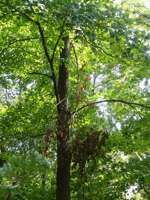 In your examination of your trees you may notice a ‘hanger’ like this one in the center. If not taken care of this type of damage can result in injury to someone on the ground and more damage to the tree if it’s not properly removed. ANDREW MESSINGER