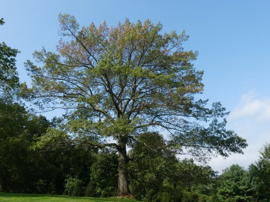This large oak tree is a key feature of this property’s landscape. But note the foliage browning at the top and in other areas and how the foliage is generally thin. The tree is in serious distress, but why and what’s the solution? Get a second opinion. ANDREW MESSINGER