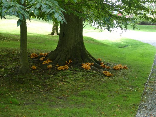 The mushrooms growing at the base of this major landscape shade tree could be a sign of serious problems for the tree. An experienced arborist should be able to determine what’s going on and the risks, if any, for the tree. ANDREW MESSINGER