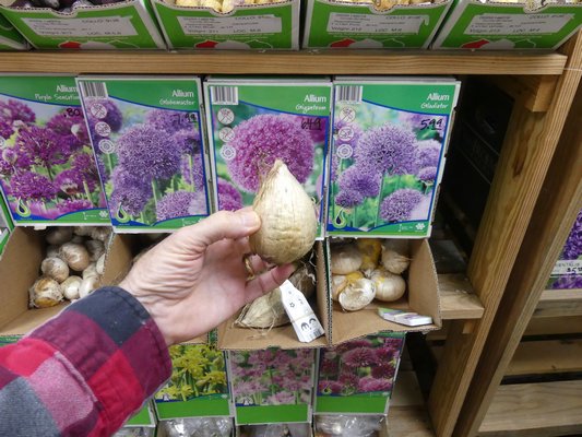 Bulbs of the larger Alliums like A. gigantium and Globe Master are among our largest garden bulbs often 2 to 3 inches tall and 2 inches wide. Smaller varieties are about the size of pearl onions. Always plant with the point facing up. ANDREW MESSINGER