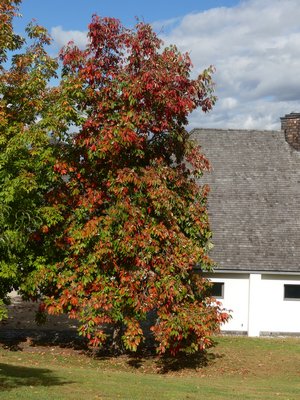 A variety of horse chestnut in Westchester began to turn in late September but an identical tree to the left only shows minor color change toward the top. ANDREW MESSINGER