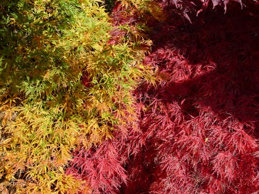 One family of trees, the threadleaf Japanese maples, can provide vivid and changing colors in Hamptons gardens toward the end of October and last for weeks. ANDREW MESSINGER