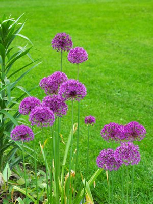 Allium ‘Purple Sensation’ is about 2 feet tall and flowers out here in early-to-mid-May. One slight downside is that the foliage browns quickly so plant/design with that in mind. Don’t remove the foliage until it’s totally brown. This variety looks great in mass plantings of a dozen or more bulbs set 6 to 12 inches apart. ANDREW MESSINGER
