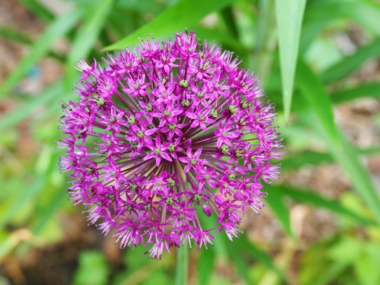 The ‘umbel,’ or flower head, of an allium is actually a collection of hundreds of tiny small flowers. Some form perfect spheres like this Purple Sensation but others can be a bit semicircular. ANDREW MESSINGER