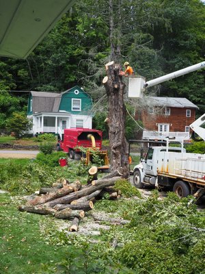 With only 25 feet of trunk remaining, the scar from the 2009 limb drop is visible at the front left of the white truck. ANDREW MESSINGER
