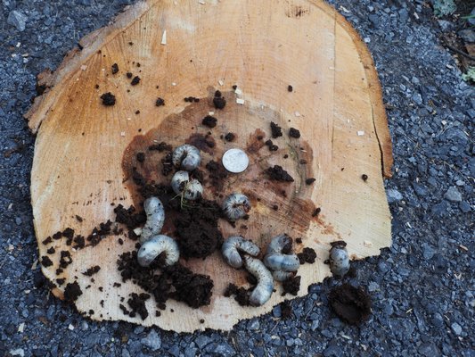 As Sugar was dismantled, the grubs from a scarab beetle showed up in one of the sawn trunk sections. The grubs didn’t cause the tree’s decline but are pretty good evidence that the core of the trunk was rotting. ANDREW MESSINGER
