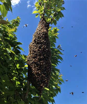 A swarm. BECKY JOHNSON