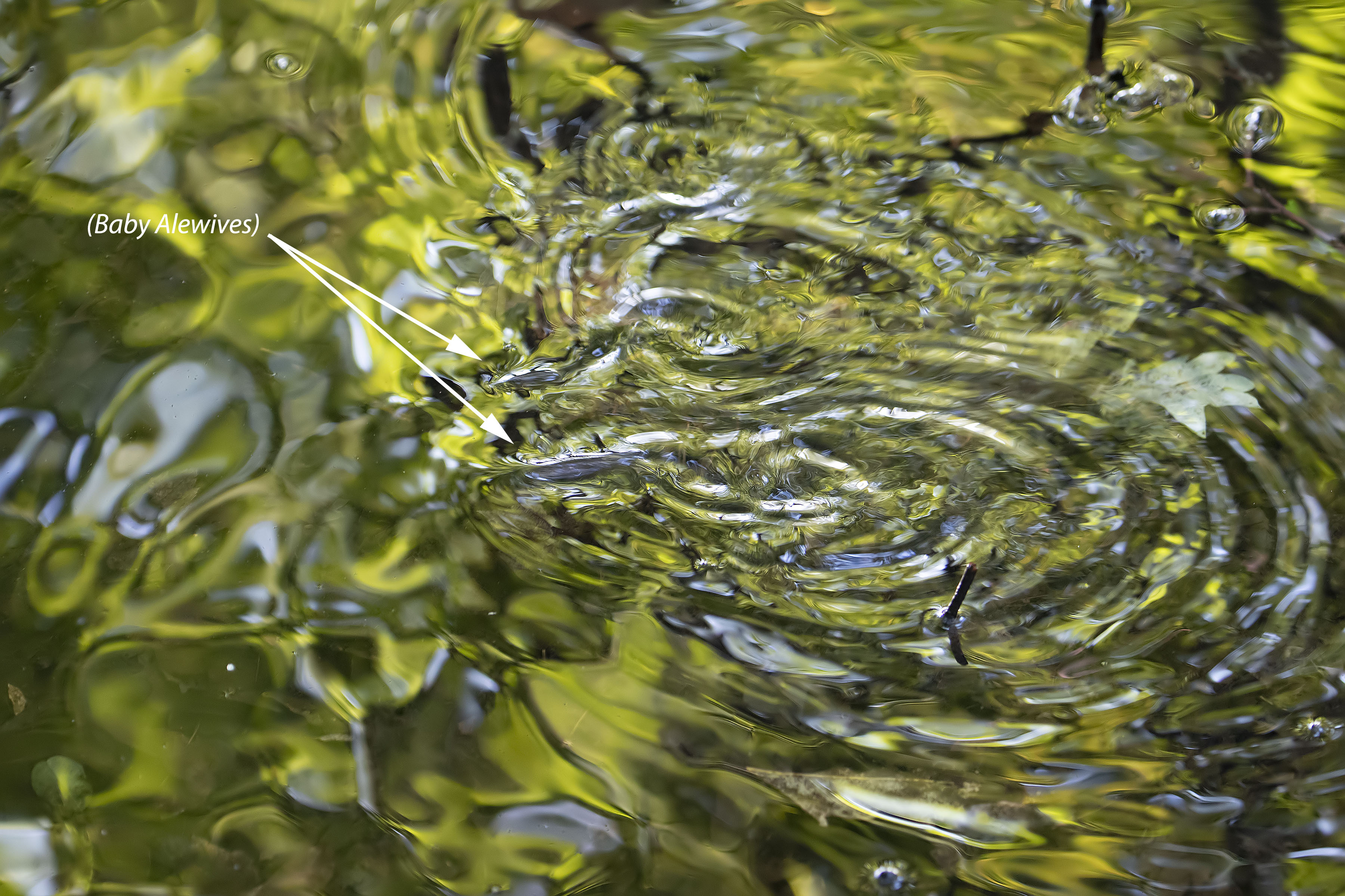 Young-of-the-year alewives staging in Ligonnee Creek last week as they pushed toward tidal waters from Long Pond.