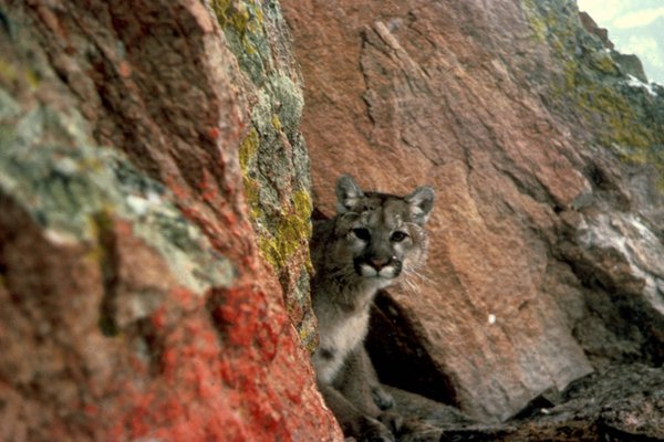 New research reveals the role of mountain lions as “ecosystem engineers,” supplying 3.3 million pounds of meat per day to a huge array of scavengers throughout their range in the Western Hemisphere.