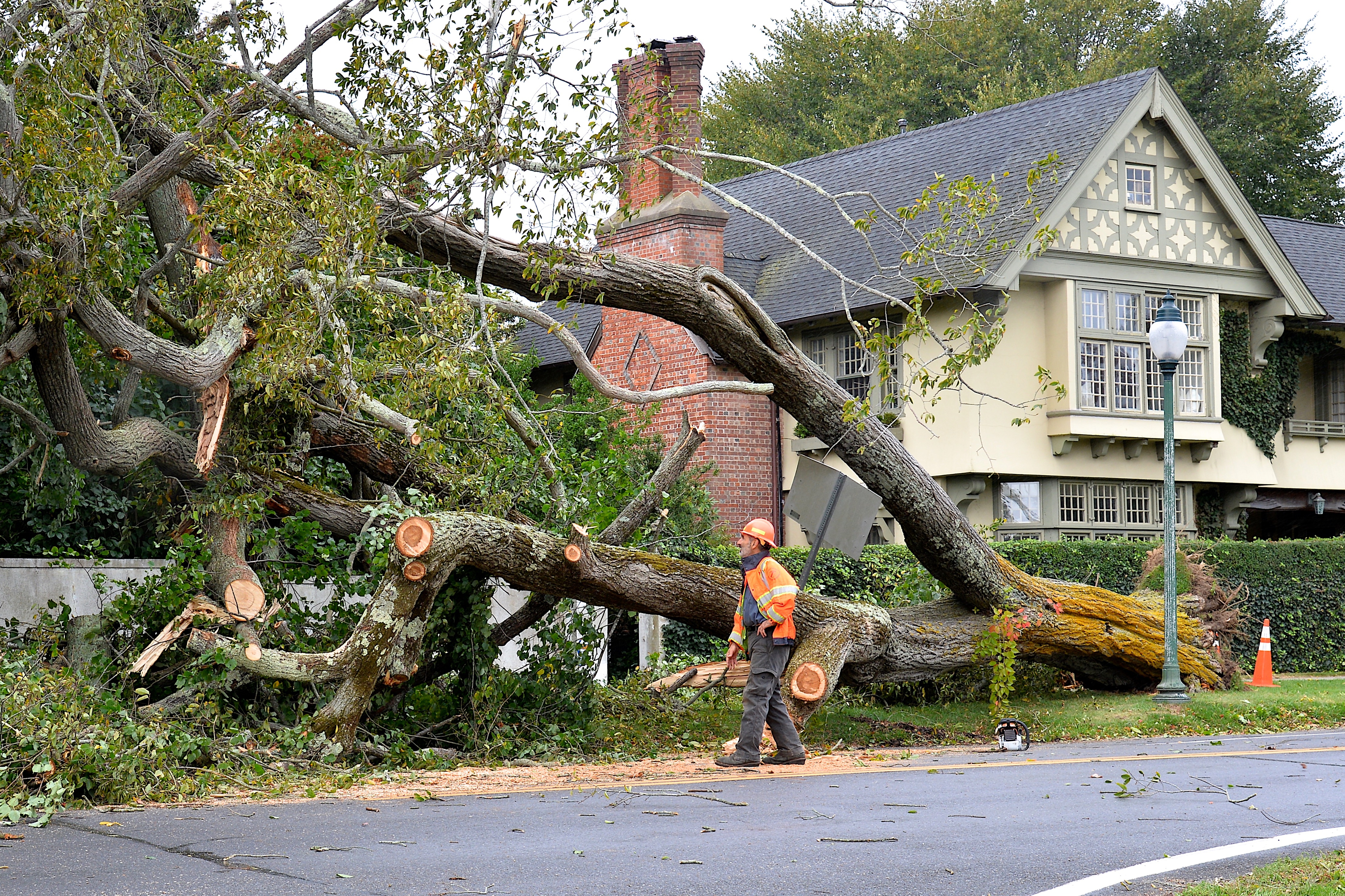 Crews were removing the tree on Thursday morning.  KYRIL BROMLEY