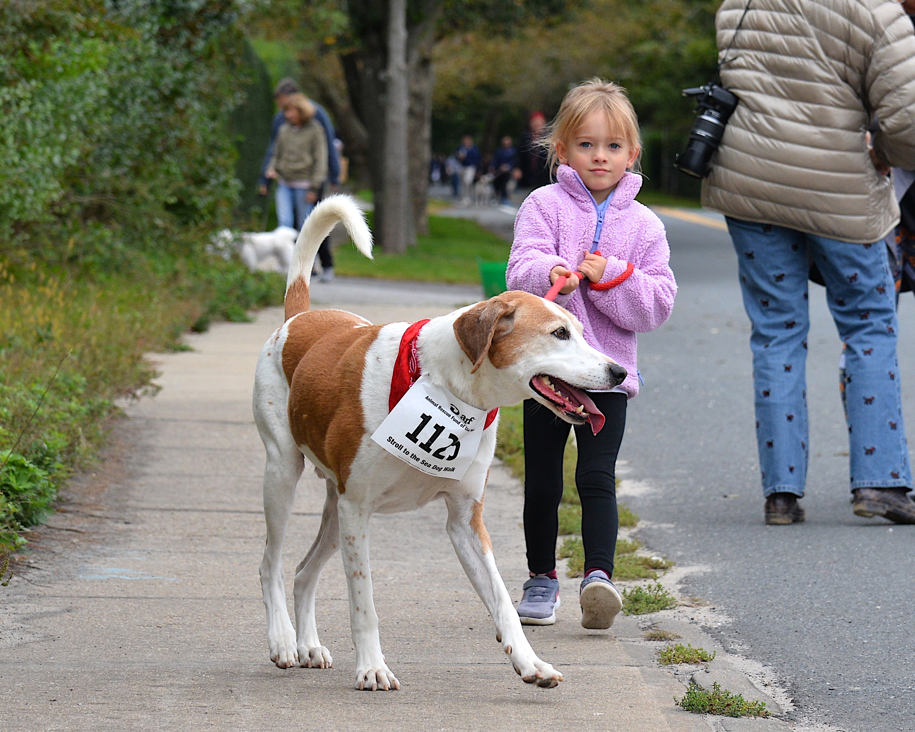 Dozens of supporters turned out for the annual Animal Rescue Fund of the Hamptons Stroll To The Sea on Saturday. Kacey Kromer walk with with Cosmo, or maybe the other way around.  KYRIL BROMLEY