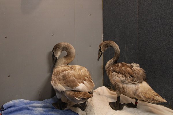 Two Mute Swans awaiting treatment. RACHEL VALDESPINO
