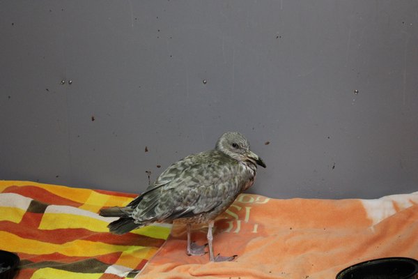 A Gull being treated at the Wildlife Center. RACHEL VALDESPINO