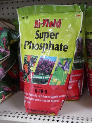 Superphosphate is an excellent bulb fertilizer that will last several years. It must be planted below the bulbs by about an inch allowing the bulb roots to seek it out as they emerge. ANDREW MESSINGER