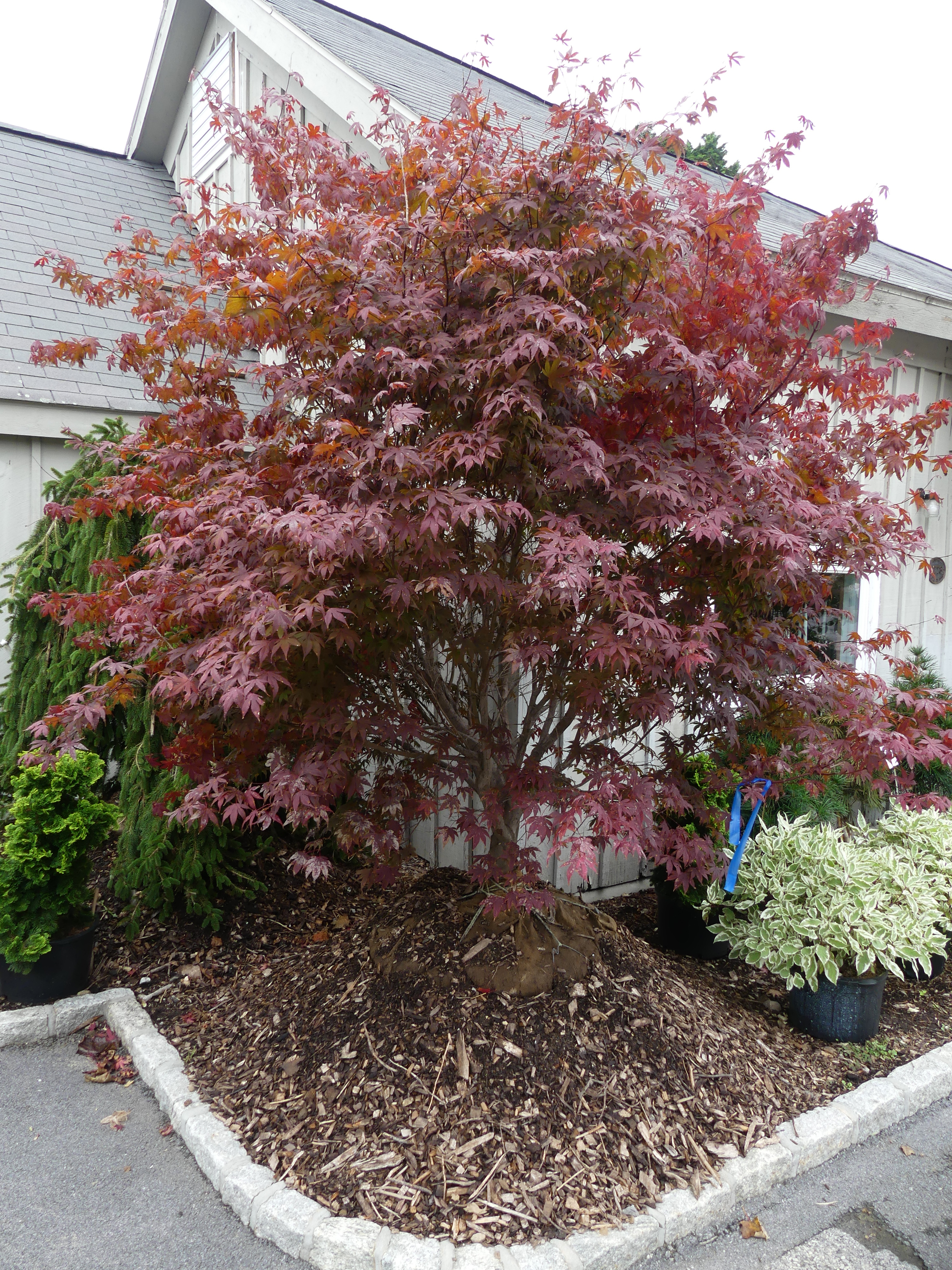 This Japanese maple was in front of a garden center waiting for a new owner. It’s half its original price and looks like a nice specimen offering exquisite fall color as it will morph from red or orange and yellow as it gets colder. ANDREW MESSINGER