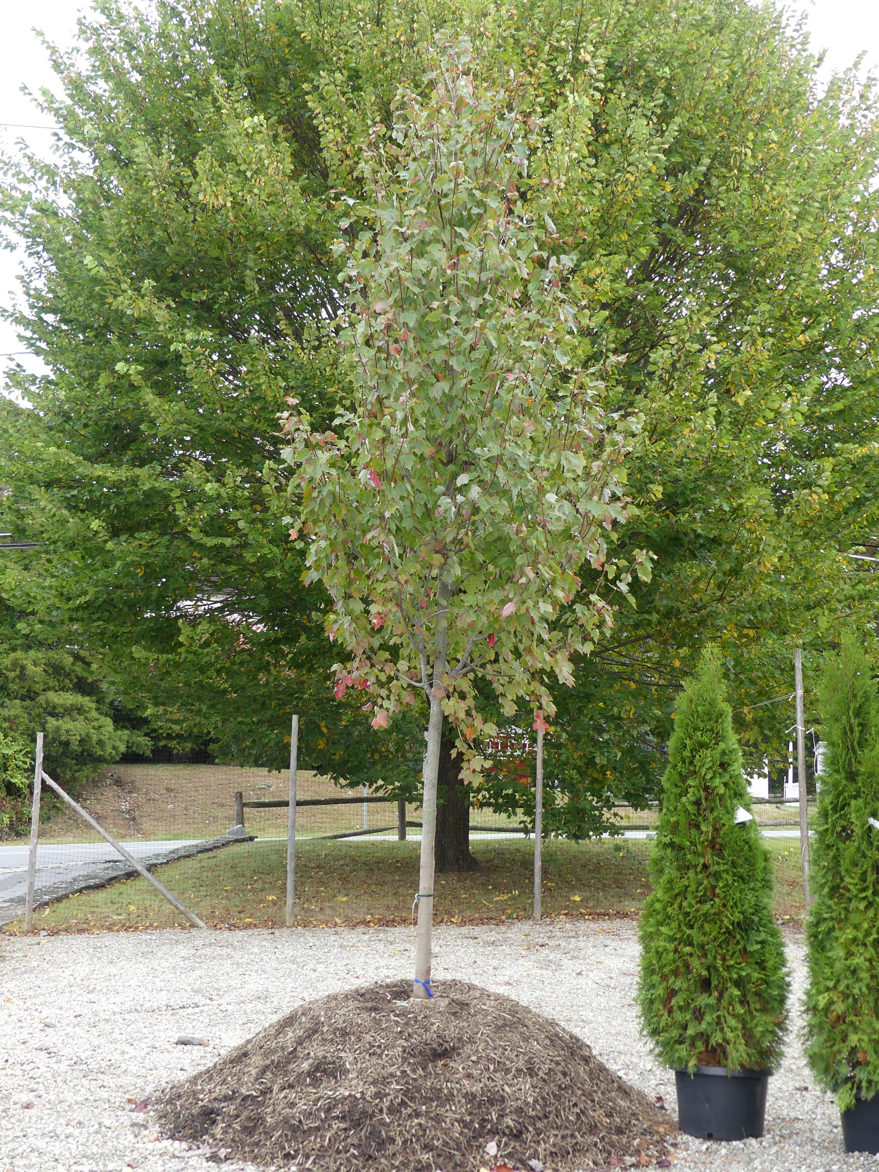 Remember that when buying an end-of-the-season tree you can bargain for an extra year of guarantee and even discounted planting. This maple could by yours for half the original $750 retail price. ANDREW MESSINGER