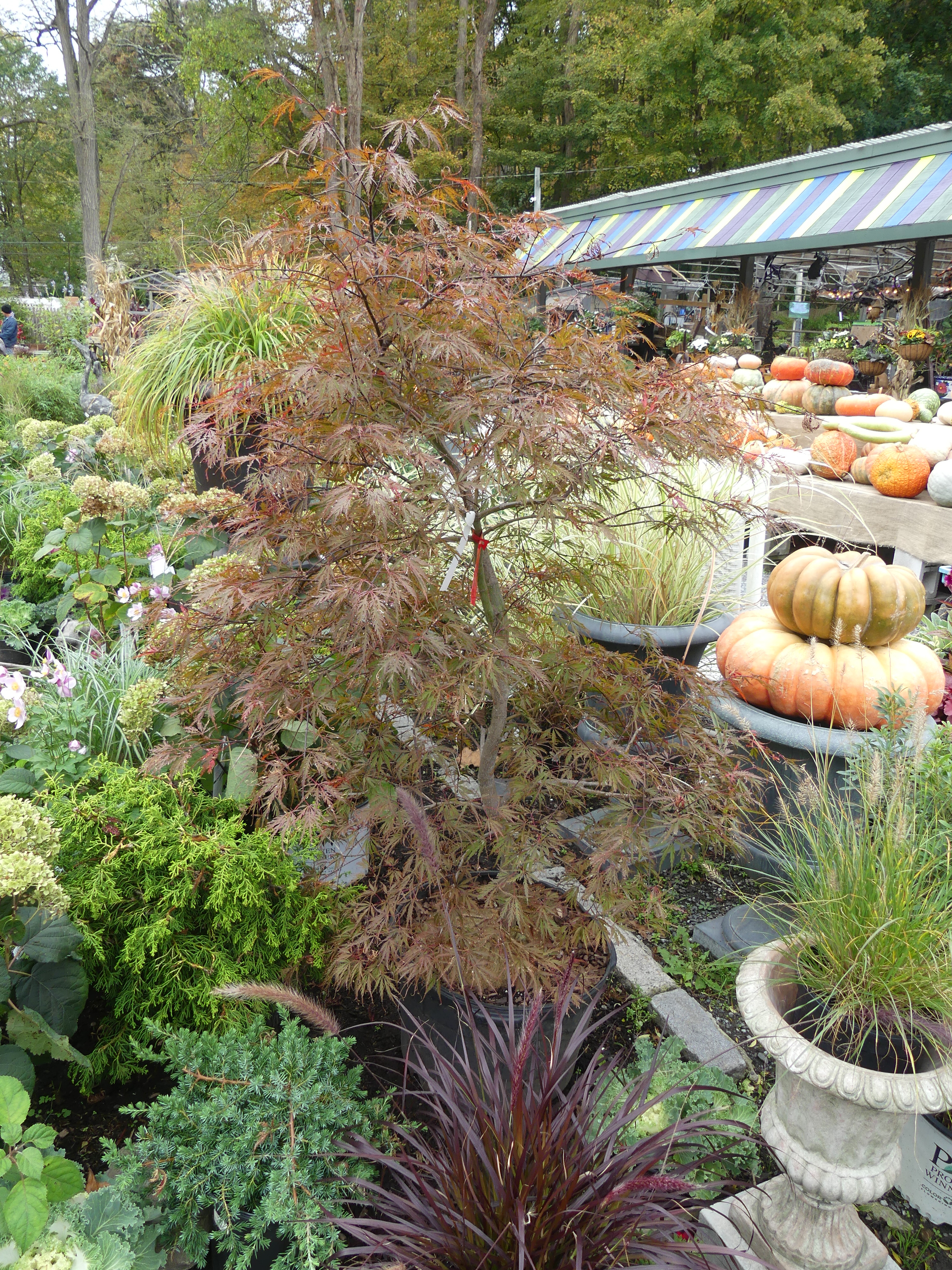 This threadleaf Japanese maple is marked for clearance. It’s in a container as opposed to being balled and burlaped, but with proper planting and watering it will thrive in some lucky landscape. ANDREW MESSINGER