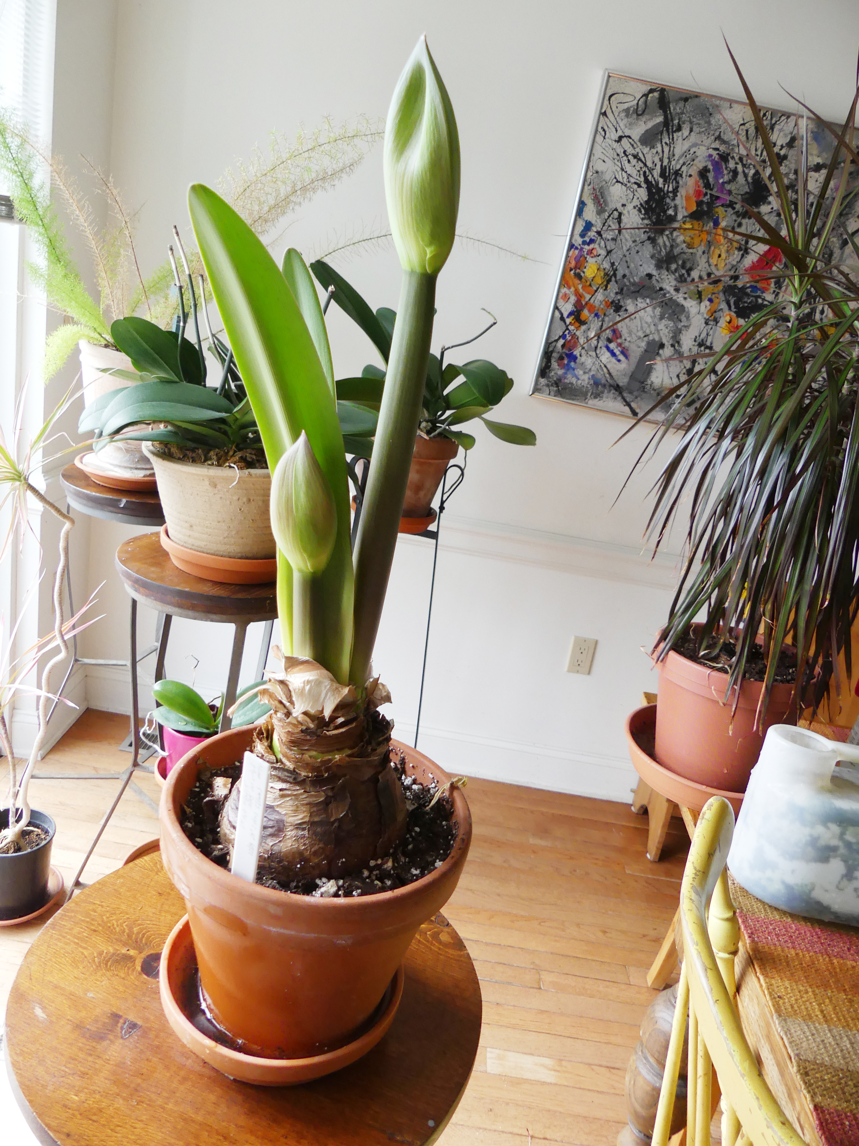 It’s not uncommon for a healthy Amaryllis bulb to produce two flower spikes each year. The foliage develops as the spikes emerge or after flowering. This bulb is about a week away from its first blooms. ANDREW MESSINGER