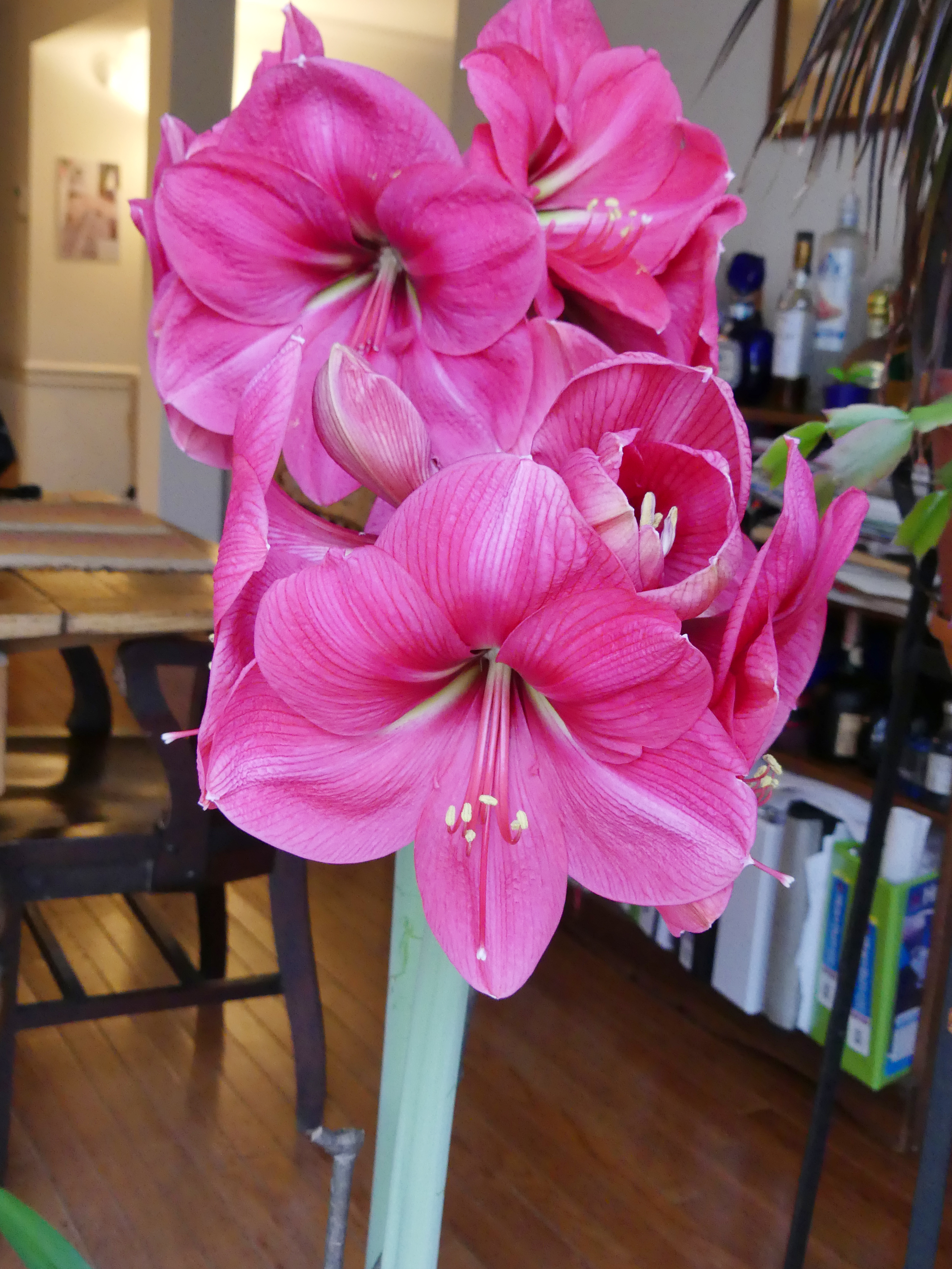 This standard single Amaryllis has eight flowers on two stalks. The sticky yellow pollen can easily be removed by cutting the anthers off if the pollen causes a problem. This plant was timed to bloom in March, but they can be ‘forced’ throughout the winter if they are kept dormant late into the fall or early winter. ANDREW MESSINGER