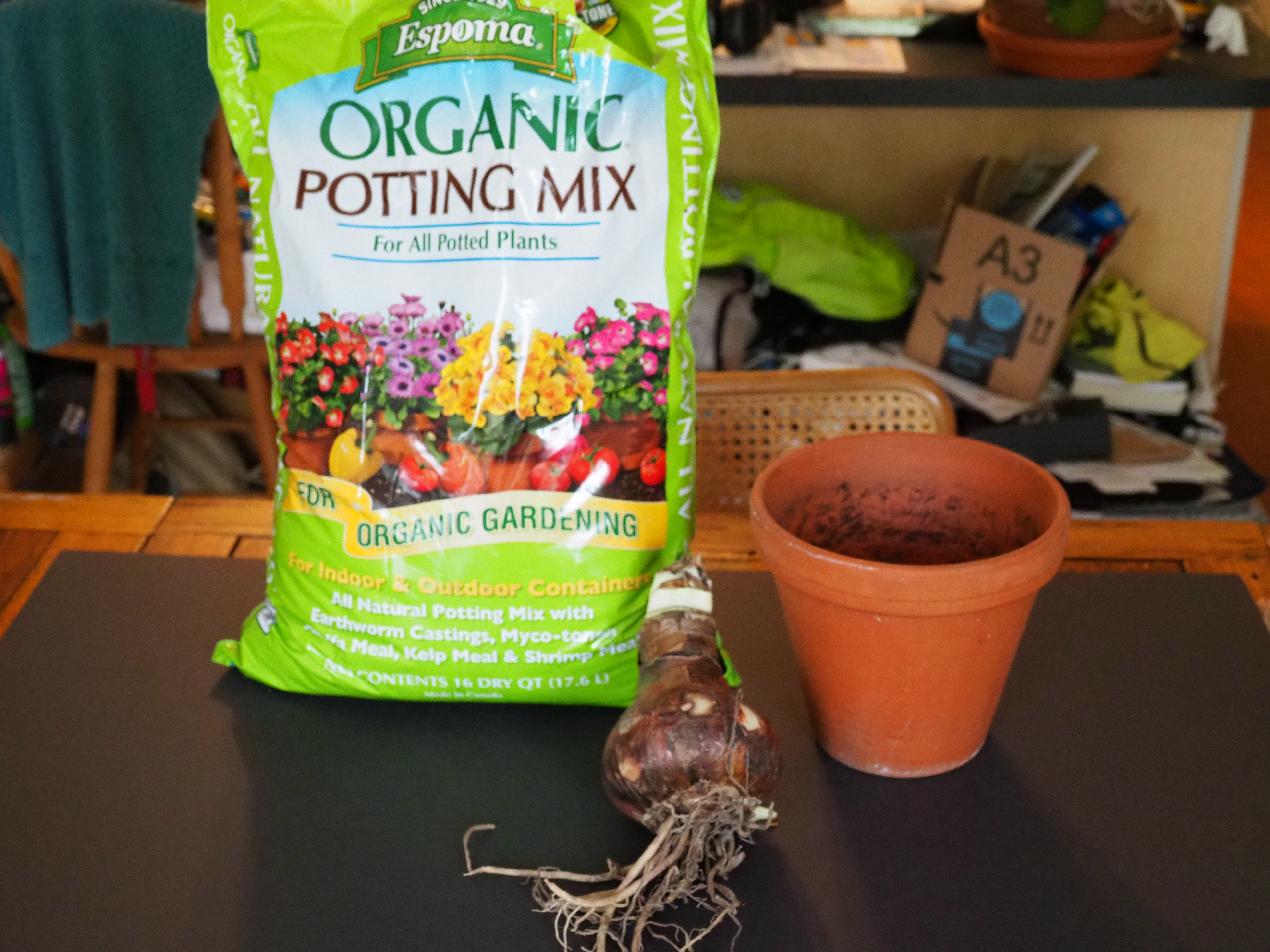 When potting an Amaryllis bulb use a brand-name peat-based potting soil, a clay pot to enhance drainage, and a top quality bulb. In this case the bulb is 5 inches in diameter and the pot is 7 inches in diameter. The pot diameter should not be more than 2 inches larger in diameter than the bulb. ANDREW MESSINGER