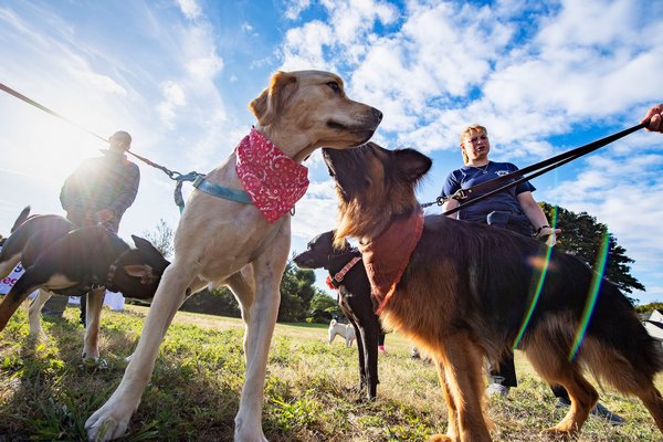 Dogs extend doggie greetings to each other prior to the start of the annual Wag 'n' Walk to benefit the Sag Harbor Volunteer Ambulance Association at Havens Beach on Sunday morning. MICHAEL HELLER