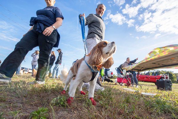 Henry, an 8-year-old King James Cavalier Spaniel, sports little red booties in preparation for his walk prior to the start of the annual Wag 'n' Walk to benefit the Sag Harbor Volunteer Ambulance Association at Havens Beach on Sunday morning. MICHAEL HELLER