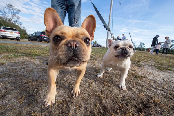 French Bulldogs Brutus and Maple check out the photographer prior to the start of the annual Wag 'n' Walk to benefit the Sag Harbor Volunteer Ambulance Association at Havens Beach on Sunday morning. MICHAEL HELLER