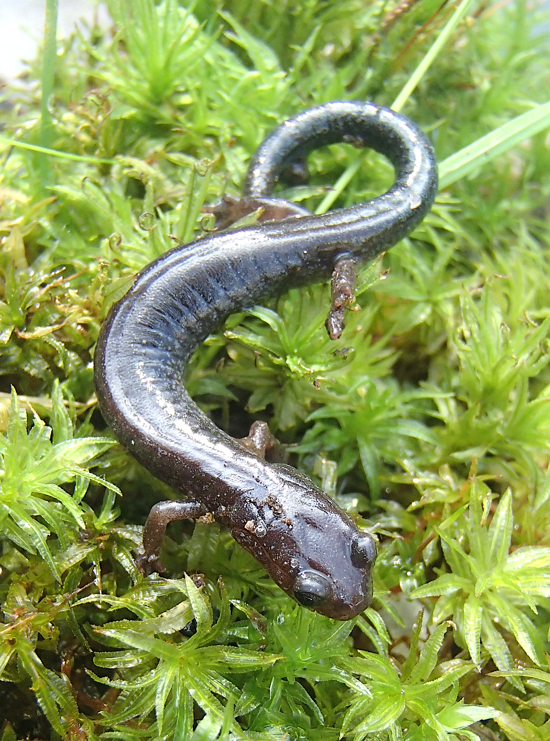 Our more common Eastern red-backed salamander. The gray phase is most common on eastern L.I. while the red phase is most prevalent to the west.