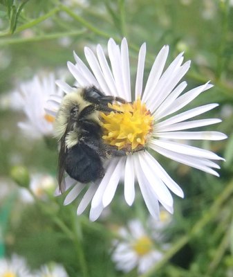 After a busy day of feeding on and pollinating asters, this bee curled up for the night on one.