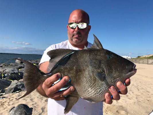 John Volpe is a big guy, with big hands, which kind of distorts the perspective of exactly how mosterous this nearly 7 pound trigger fish he caught off the rocks at Shinnecock Inlet over the weekend was.