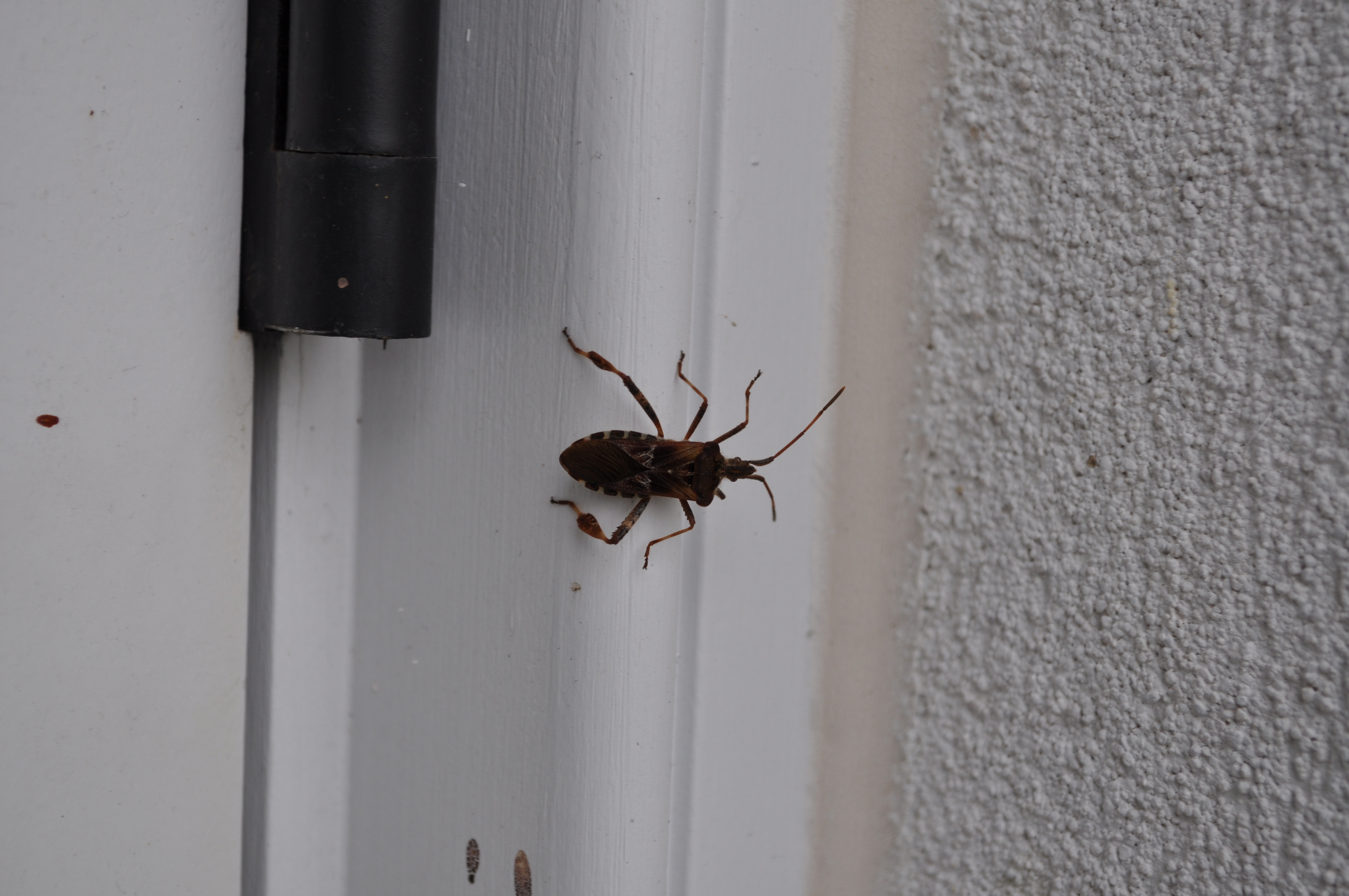 Spotted near a gap in a doorjamb, this western conifer seed bug shows a characteristic ‘paddle’ on its rear legs that are not present on the rounder marmorated stink bug. ANDREW MESSINGER