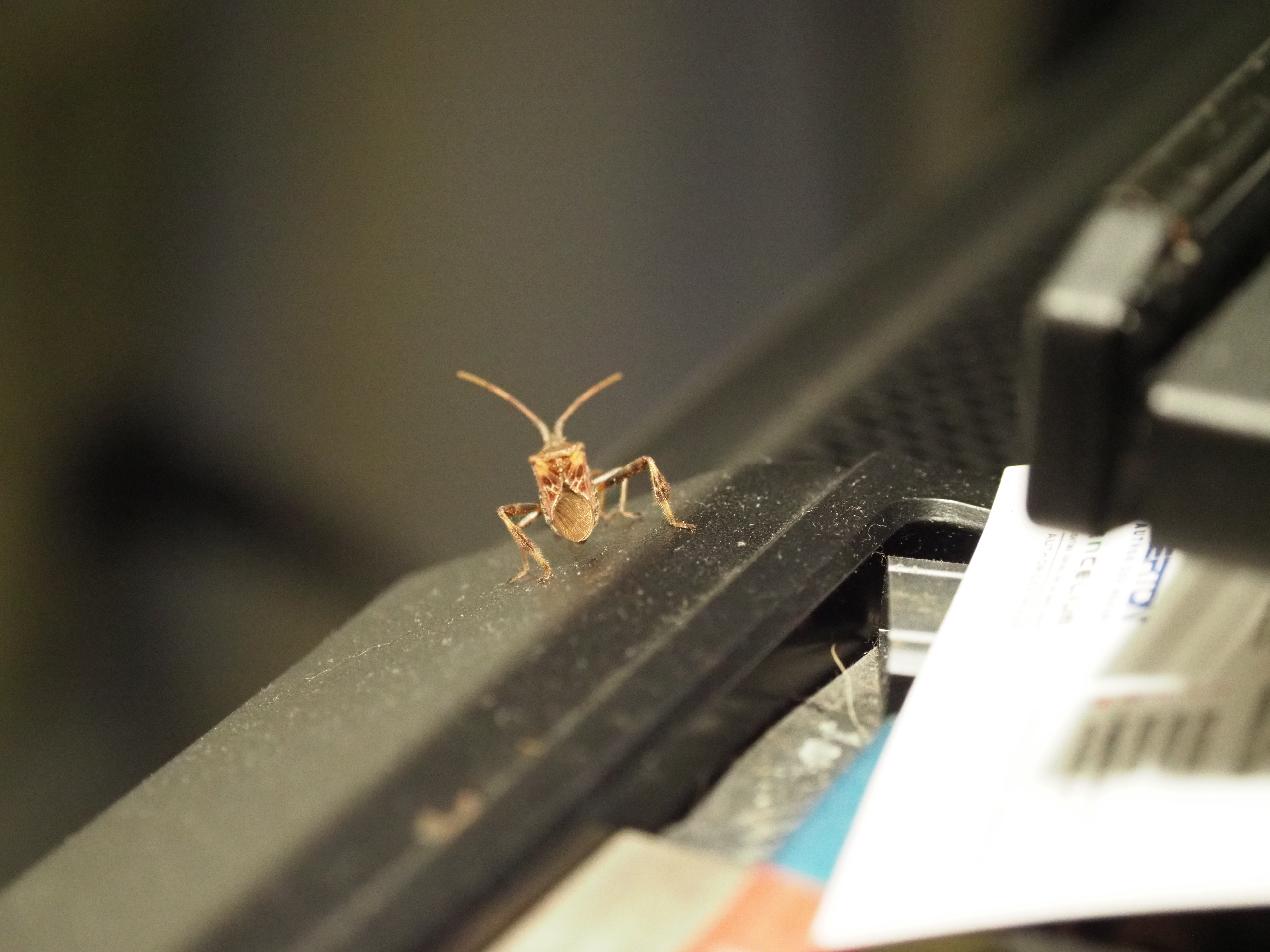 As I was writing this week’s column this western conifer seed bug landed on the case of my computer. One of our fall invaders, it emits an evergreen to turpentine odor when crushed but causes no damage when it gets indoors.