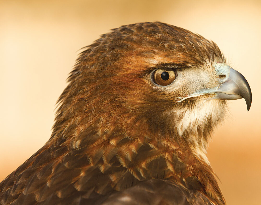 Emmy the falcon. 