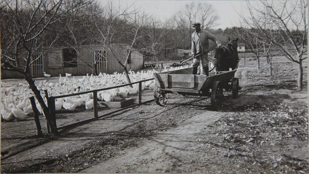 Shoveling feed from horsedrawn food wagon to food trays, R. A. Tuttle’s Farm, Center Moriches, 1920. COURTESY NATIONAL ARCHIVES