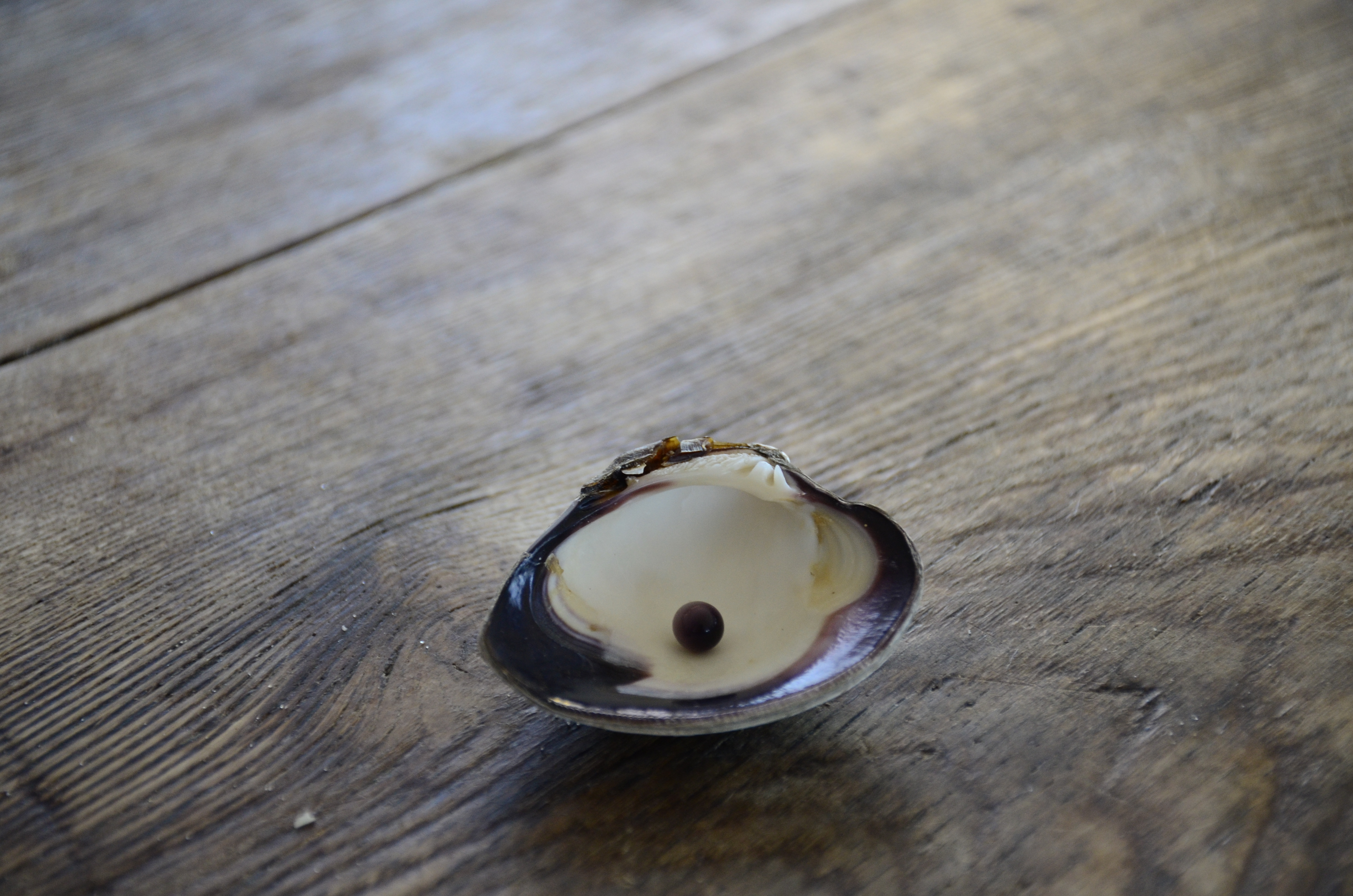 Bruce Niles raked a clam out of Cold Spring Pond that contained a purple pearl. GREG WEHNER