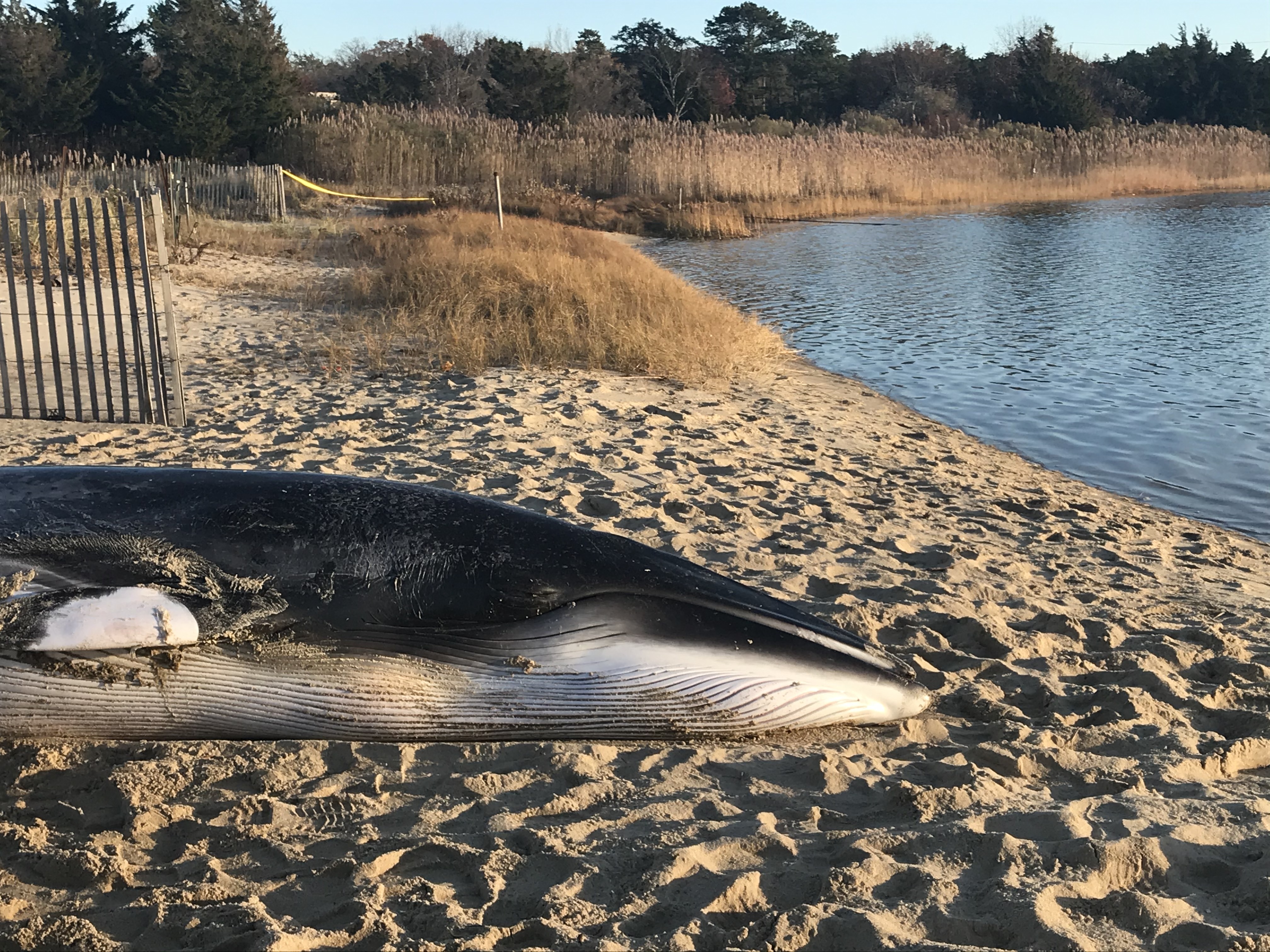 A female minke whale, 16-feet in length, washed up in Northwest Creek on Thursday.  ELIZABETH VESPE