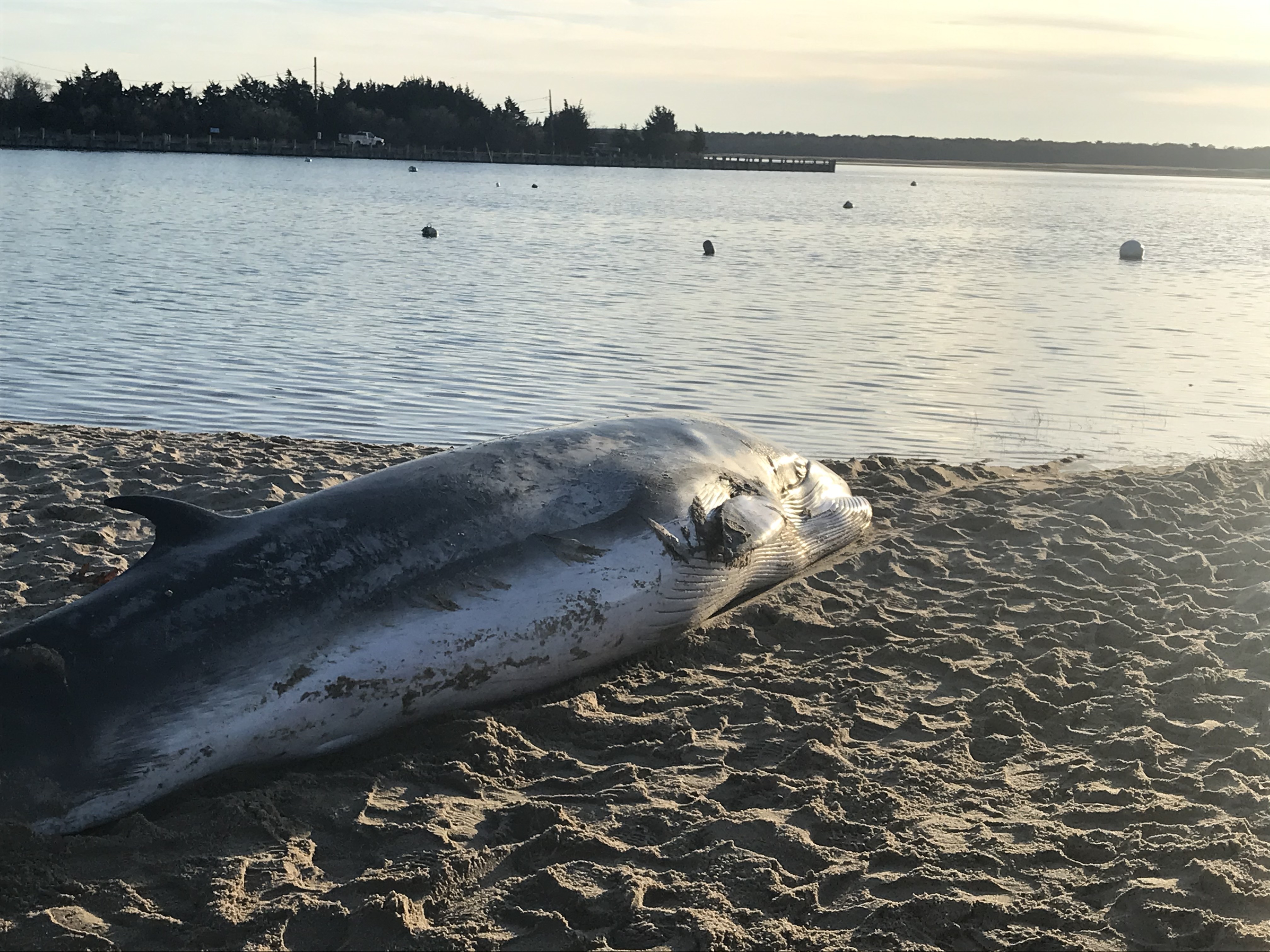 A female minke whale, 16-feet in length, washed up in Northwest Creek on Thursday.  ELIZABETH VESPE