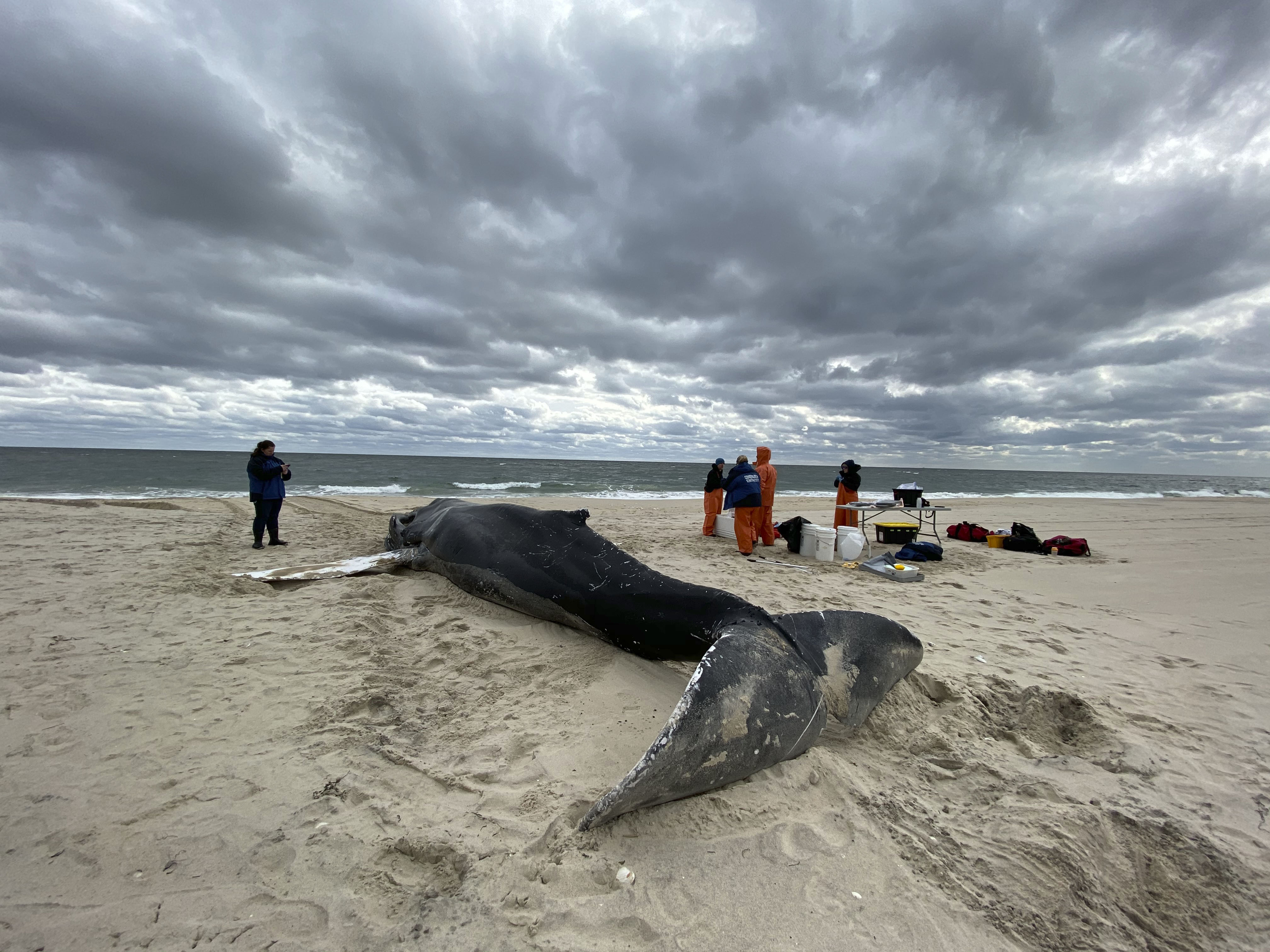 A deceased female humpback whale was discovered washed up just west of Halsey Neck Lane in Southampton on Thursday morning.     DANA SHAW