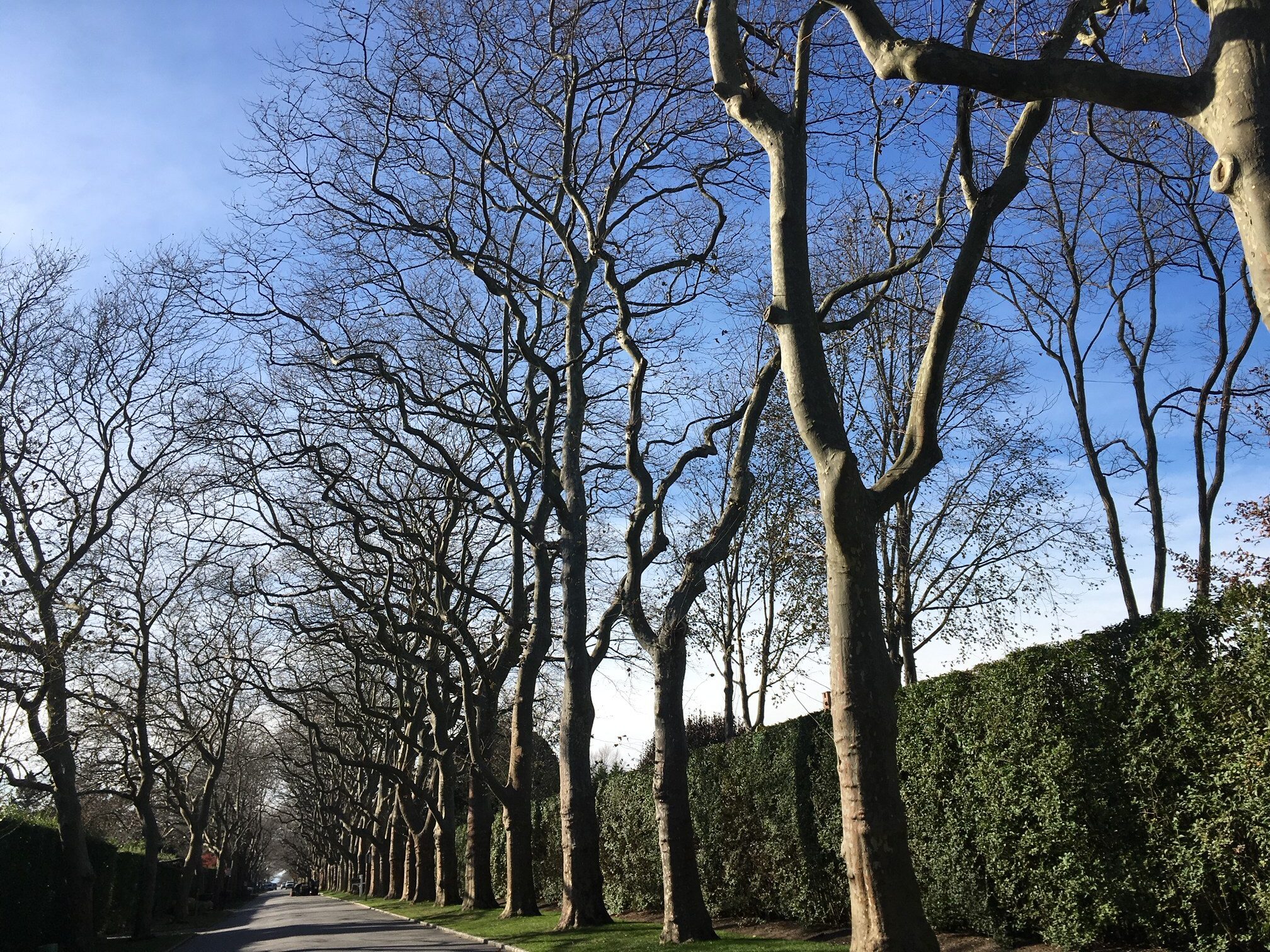 Trees along Wyandranch Lane in Southampton Village.