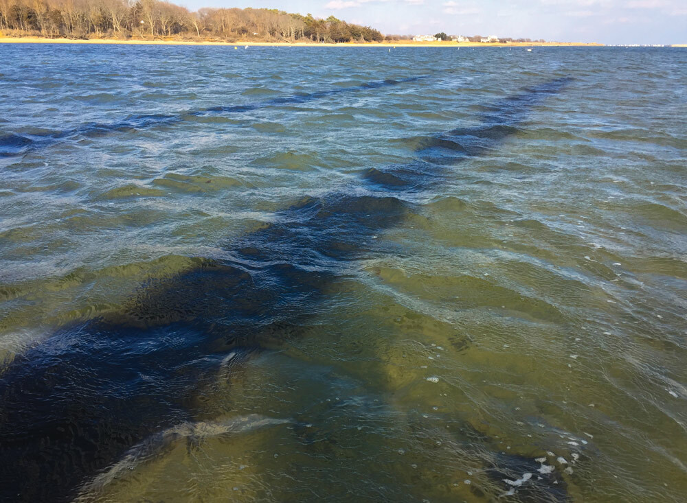 Kelp lines underwater appear to be shadows