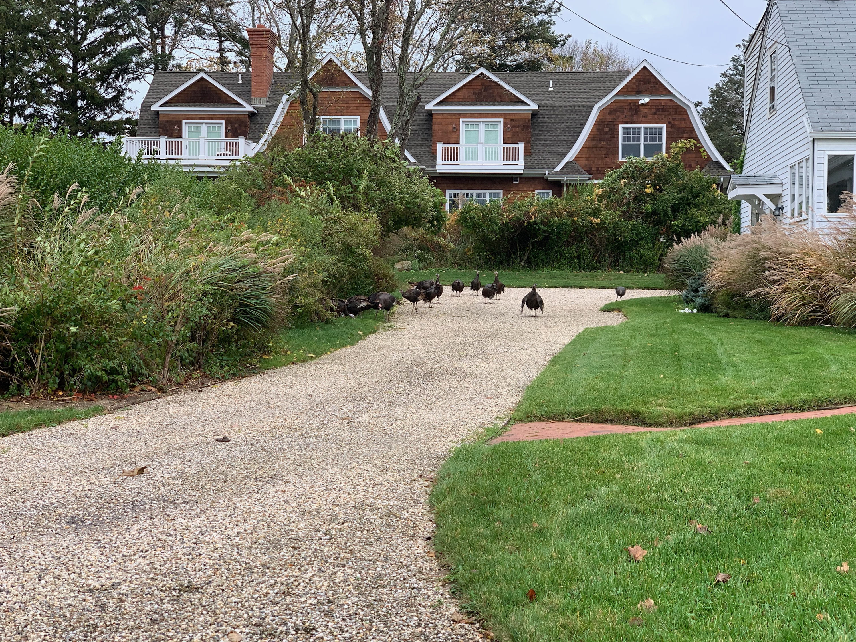 A flock of wild turkeys at a residence in North Haven. 