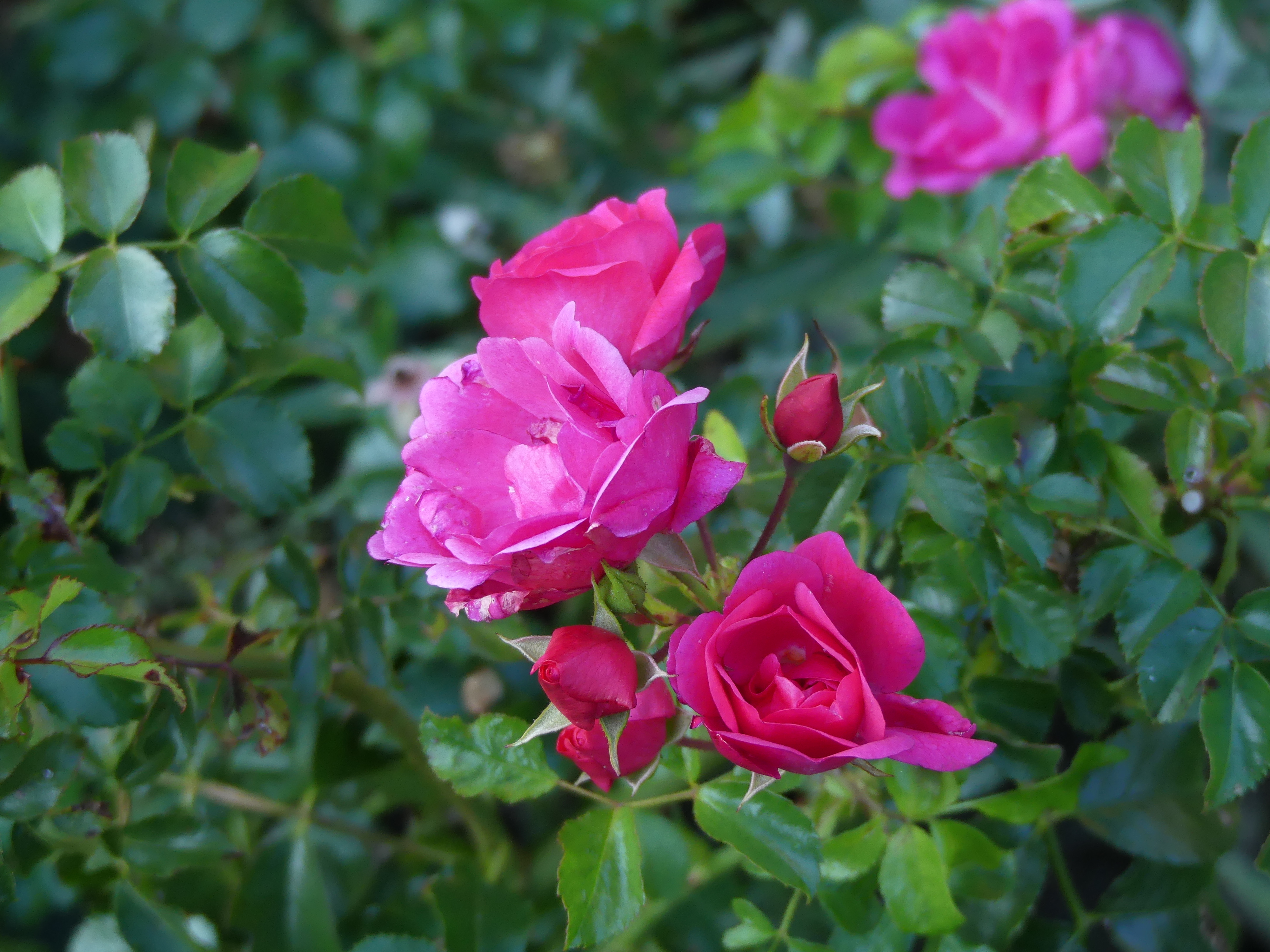 These roses were still blooming and in their glory last weekend. If we don’t have a hard freeze many roses will continue to bloom as late as Thanksgiving so hold off on pruning them back if they are budded.