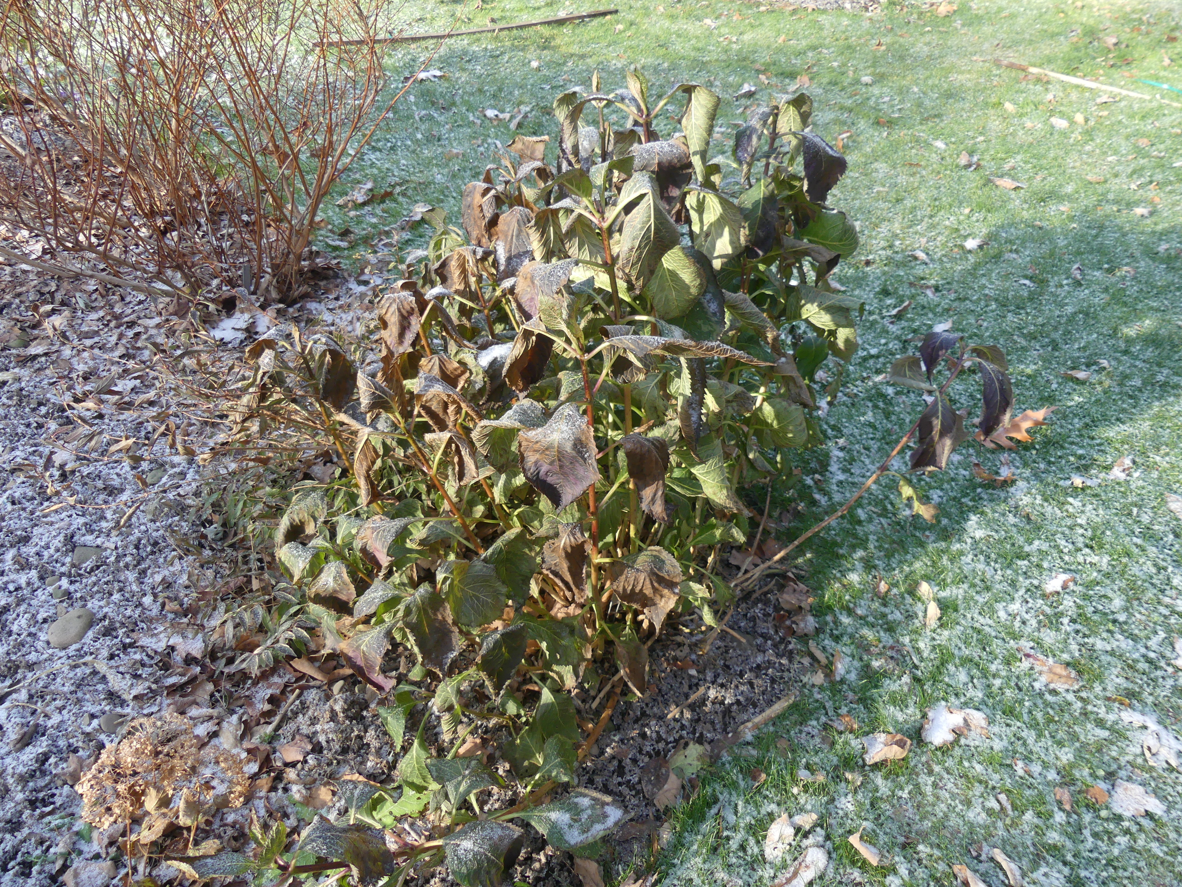 On the morning of November 9 the growing season came to an abrupt stop when temperatures on the North and South Forks dropped below freezing. This hydrangea is a good example of the morning after. Clearly, it’s time to put things to bed as it got much colder a few days later. ANDREW MESSINGER