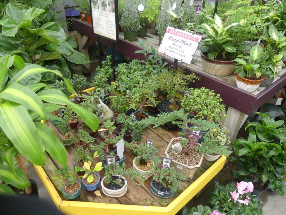 Several varieties of bonsai starter plants for the beginner. It’s not just the plants, though. There are special pots, special soils and special tools for this growing art form. ANDREW MESSINGER